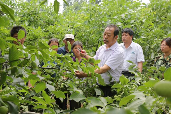 图为李保国在田间为农户解说核桃莳植适用手艺。。。。